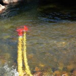 No Float